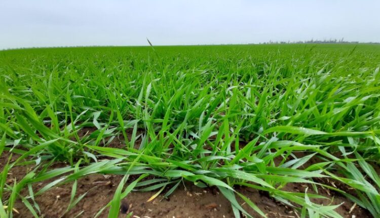 in-crimea,-winter-grain-crops-are-in-good-and-satisfactory-condition