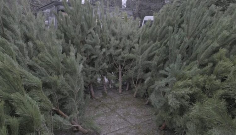residents-of-yalta-can-hand-over-christmas-trees-to-organized-collection-points