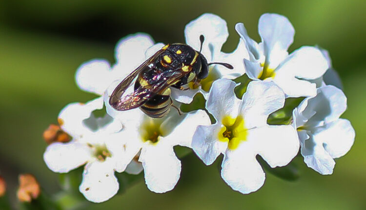 a-new-species-of-wasp-was-named-in-honor-of-the-scientist-of-the-crimean-federal-university