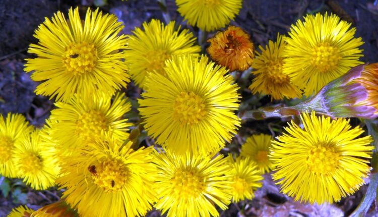 april-10-—-the-day-of-st-hilarion-today,-coltsfoot-flowers-still-have-magical-powers.