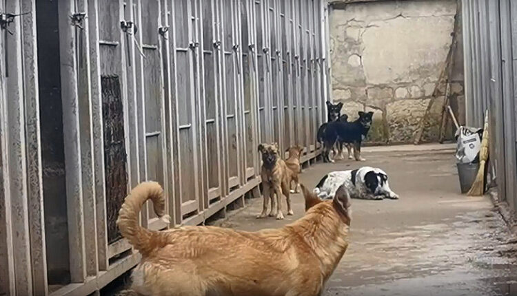 in-simferopol,-a-criminal-case-was-opened-on-the-fact-of-fraud-in-the-construction-of-an-animal-shelter