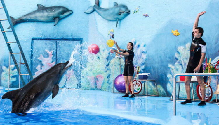in-crimea,-zoos,-zoo-corners,-dolphinariums-and-a-circus-received-licenses-for-the-use-of-animals