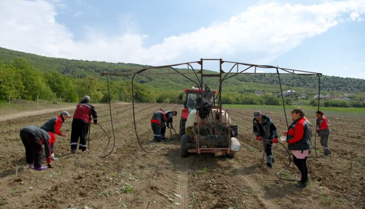245.5-million-rubles-are-provided-to-support-viticulture-in-sevastopol