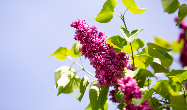 «victory-lilac»-bloomed-in-kfu-botanical-garden