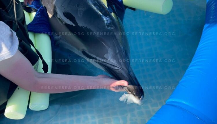 what-happens-to-dolphins-in-crimea?!-volunteers-report-18-animals-washed-ashore