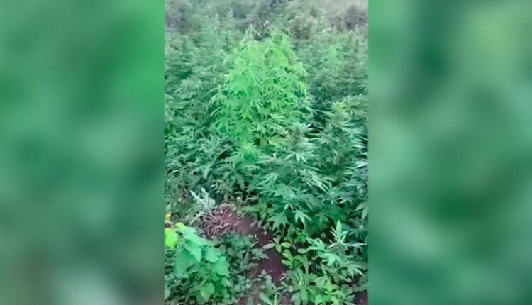 in-the-kirovsky-district-of-crimea,-police-discovered-a-drug-plantation.-what-awaits-the-«agronomist»-amateur