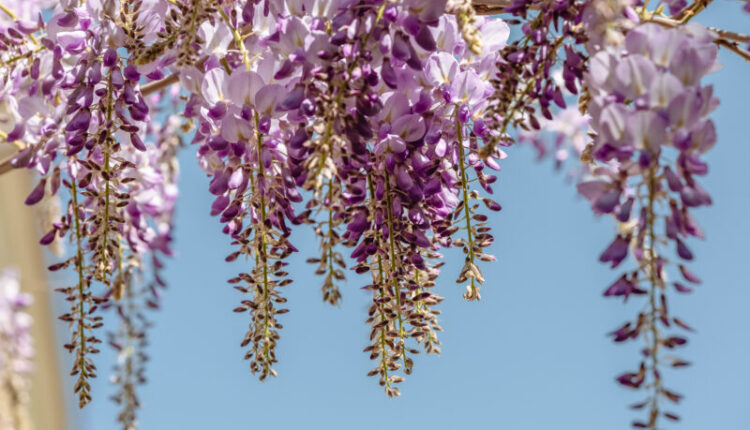 wisteria-blooms-in-the-kfu-botanical-garden