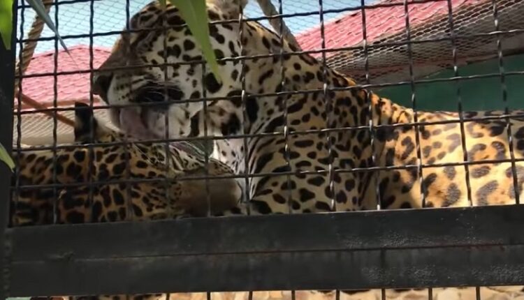 the-founder-of-the-taigan-safari-park-oleg-zubkov-commented-on-the-incident-with-the-jaguar