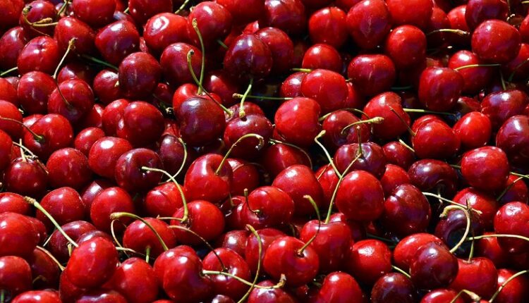 in-crimea,-fakes-about-«mass-poisoning-of-melitopol-cherries»-were-denied