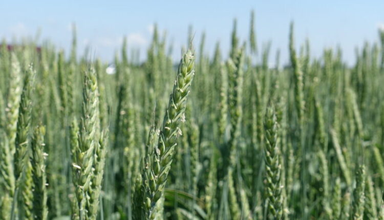 harvesting-campaign-of-grain-and-leguminous-crops-2022-in-crimea-will-begin-at-the-end-of-june