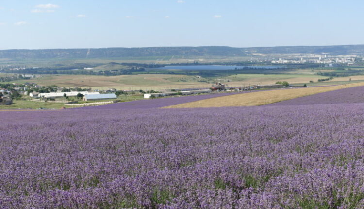 our-lavender-is-blooming.-for-four-years,-more-than-400-hectares-of-essential-oil-crops-have-been-planted-in-the-crimea