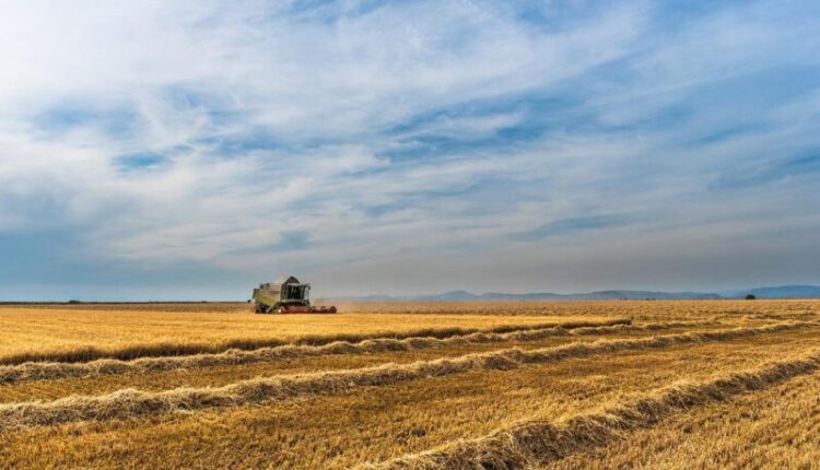 crimean-farmers-are-already-harvesting-winter-wheat-and-barley,-as-well-as-rapeseed-and-peas.-what-is-the-harvest?