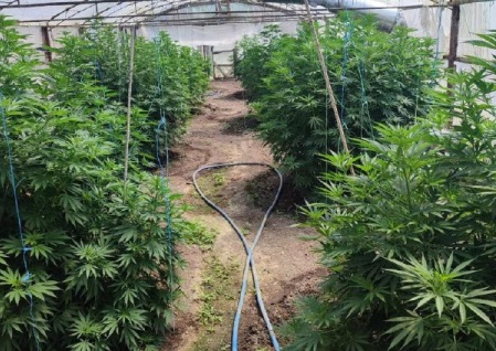 another-drug-plantation-was-revealed-in-crimea.-a-greenhouse-with-hemp-was-found-in-the-kirovsky-district