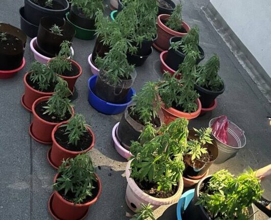 this-is-not-gardening,-not-landscaping,-and-not-even-indoor-plants.-in-yalta,-a-drug-agronomist-was-detained