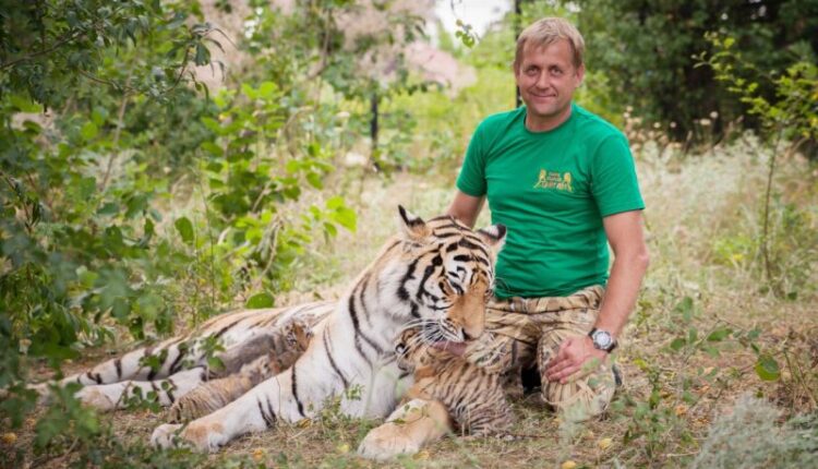 director-of-the-taigan-lion-park-oleg-zubkov-will-go-to-jail-for-more-than-2-years-and-pay-a-fine