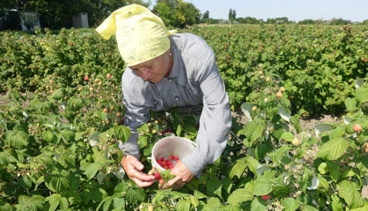 crimean-farmers-plan-to-harvest-about-100-tons-of-raspberries