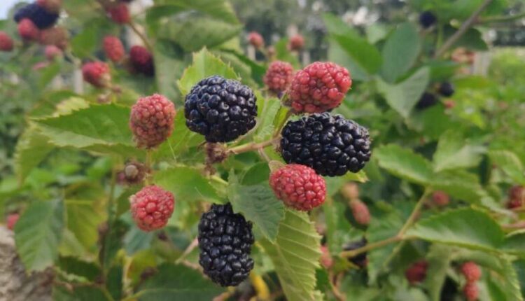 blackberries-are-harvested-in-crimea