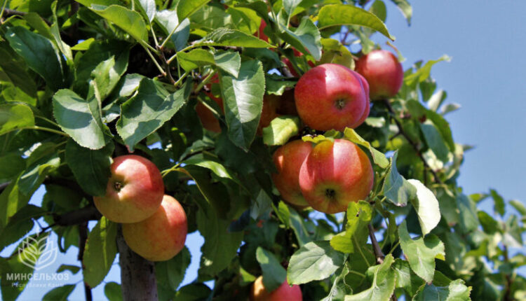 apple-harvest-in-crimea