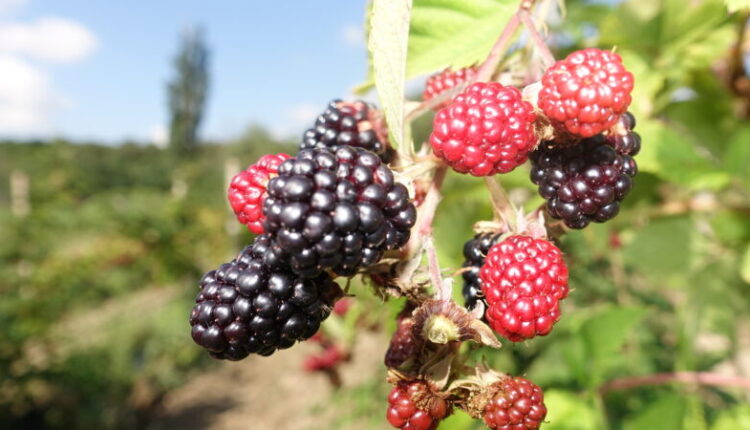 crimean-farmers-plan-to-harvest-about-190-tons-of-blackberries