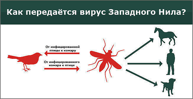 first-case-of-west-nile-fever-recorded-in-crimea