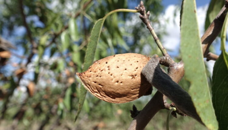 almond-harvesting-has-started-in-crimean-gardens