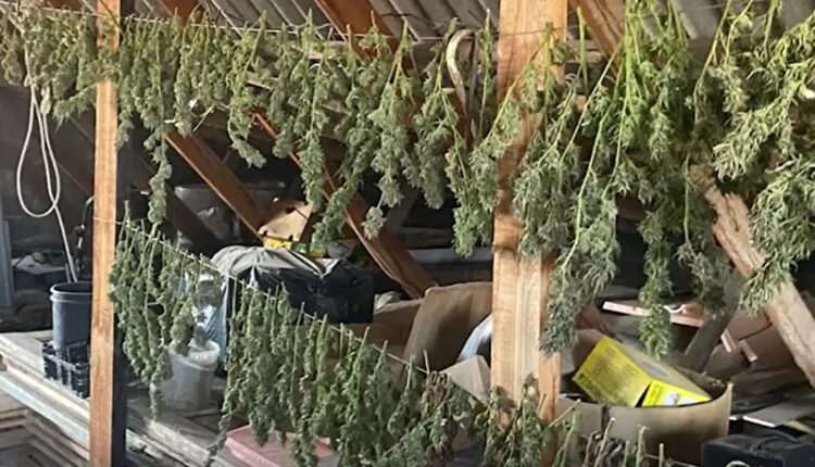 in-bakhchisarai,-crimean-drug-control-officers-seized-over-three-kilograms-of-marijuana