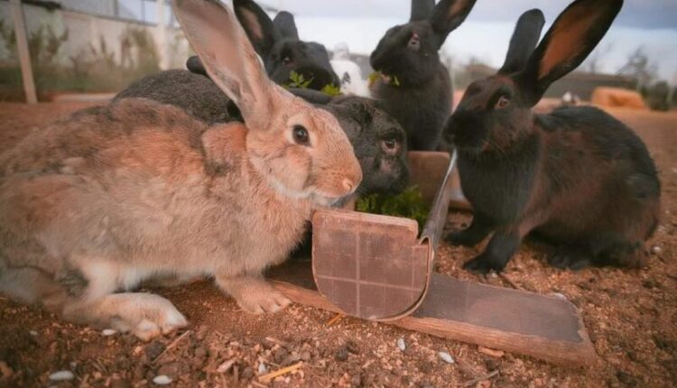 reporters-found-a-real-«rabbit-paradise»-in-the-crimea.-how-do-the-eared-«symbols-of-the-year»-live