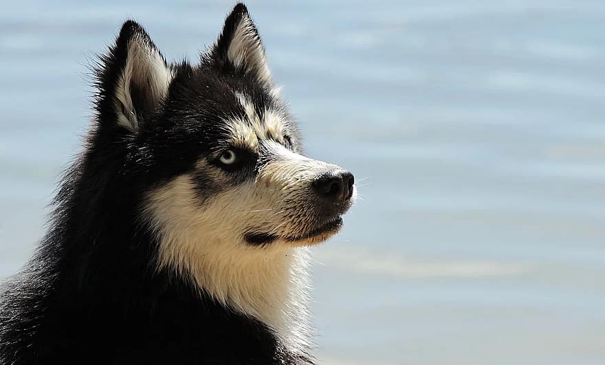 yalta-and-sevastopol-—-in-the-top-of-popular-areas-for-relaxation-with-pets-in-may